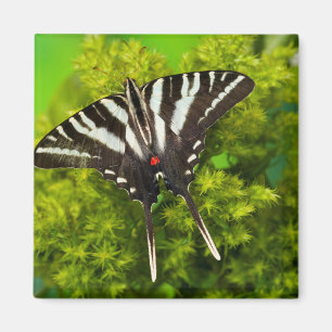 Imán Una mariposa cola de golondrina norteamericana