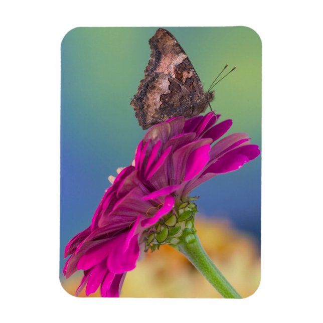 Imán Una mariposa cola de golondrina | Papilio Multicau (Vertical)