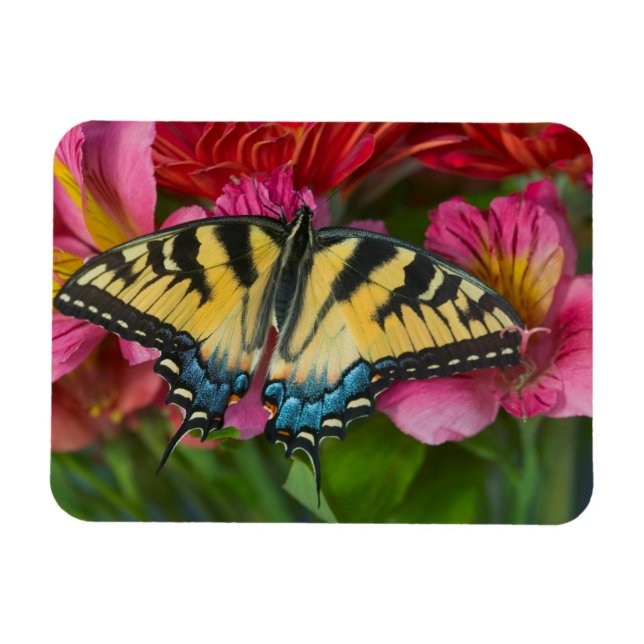 Imán Una mariposa cola de golondrina tigre (Horizontal)
