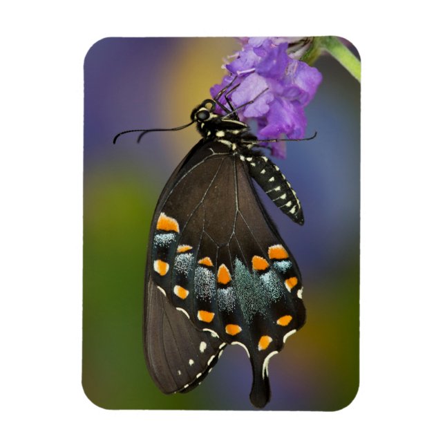 Imán Una Mariposa de Azufre (Vertical)