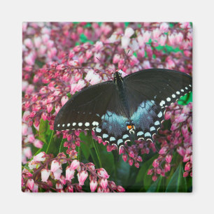 Imán Una Mariposa de Azufre En La Familia Phoebis