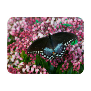 Imán Una Mariposa de Azufre En La Familia Phoebis