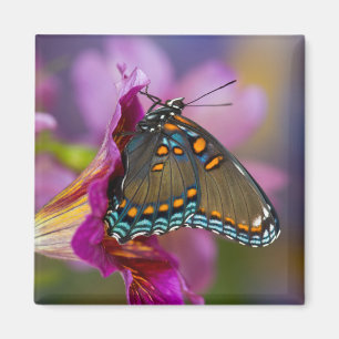 Imán Una mariposa de cola baja