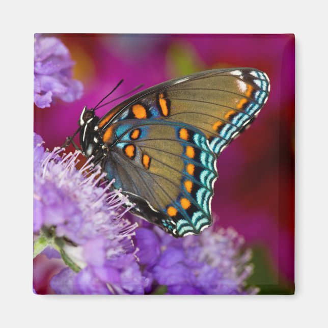 Imán Una mariposa de cola cruda (Frente)