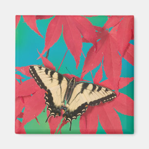 Imán Una mariposa de cola cruda de tigre canadiense