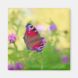 Imán Una mariposa de pavo real brillantemente coloreada