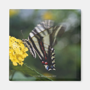 Imán Una mariposa, en la familia de Swallowtails o