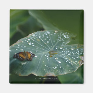 Imán Una mariposa en una hoja con gotitas de agua