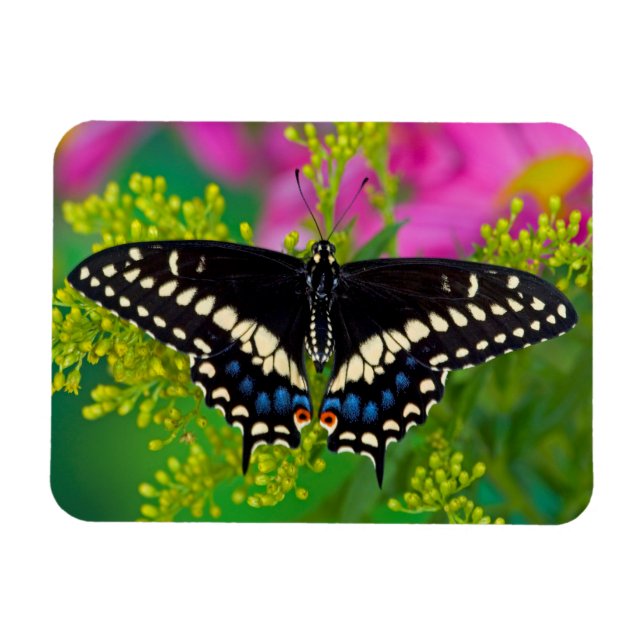 Imán Una Mariposa Macho Posa (Horizontal)