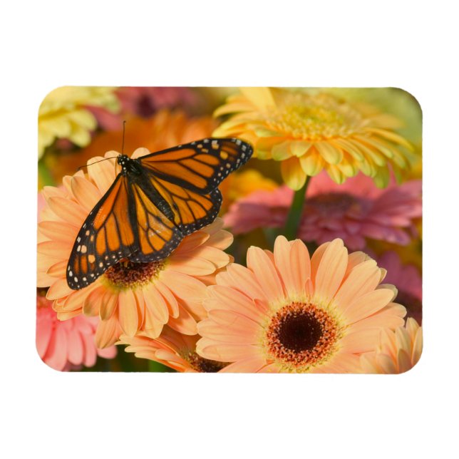 Imán Una Mariposa Manto de Luto (Horizontal)