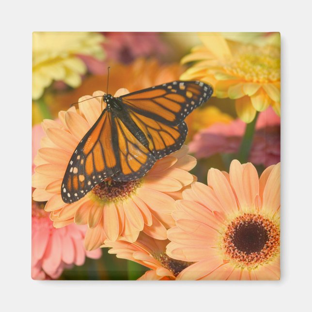 Imán Una Mariposa Manto de Luto (Frente)