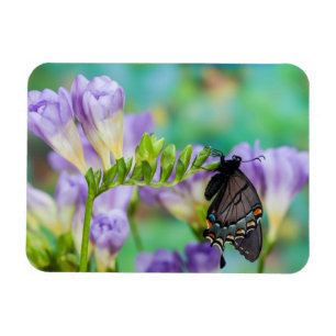 Imán Una Mariposa Monarca   Danaus Plexippus