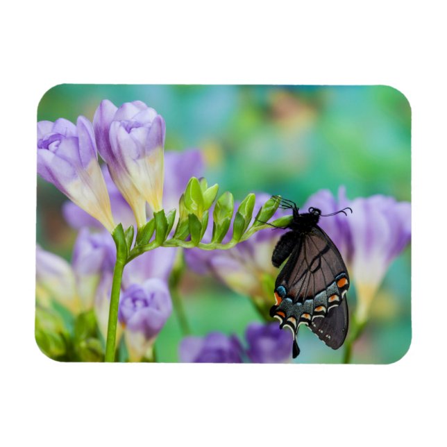 Imán Una Mariposa Monarca | Danaus Plexippus (Horizontal)