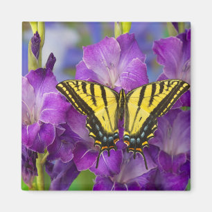 Imán Una Mariposa Monarca en Gladiolos Purpuras