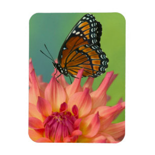 Imán Una mariposa monarca en una Zinnia