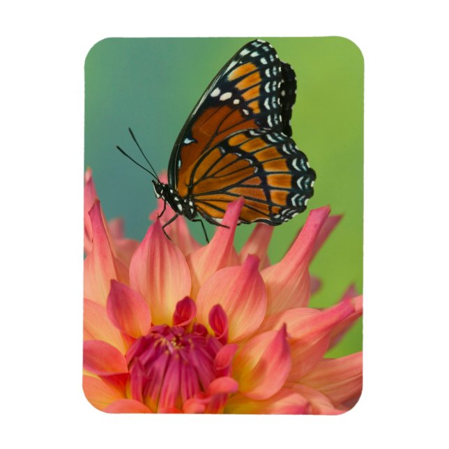 Imán Una mariposa monarca en una Zinnia (Vertical)