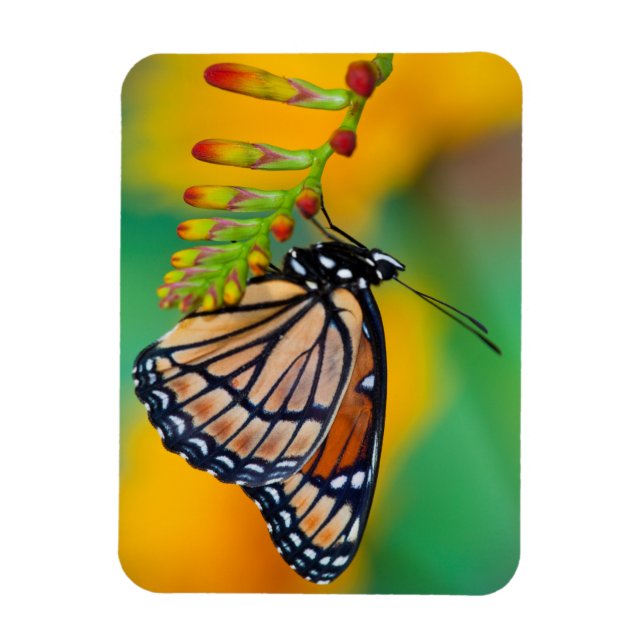 Imán Una mariposa virrey en flores (Vertical)