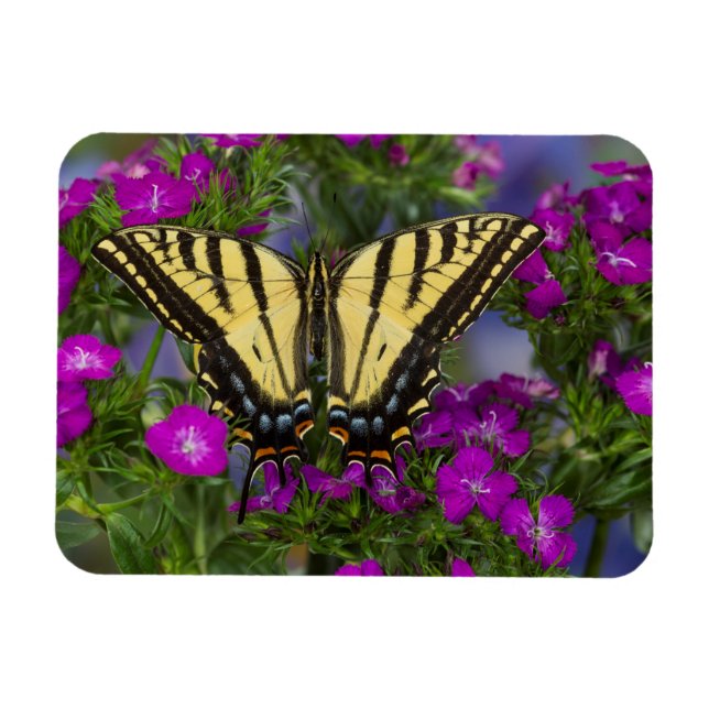 Imán Una mariposa virrey en flores rosa oscuro (Horizontal)