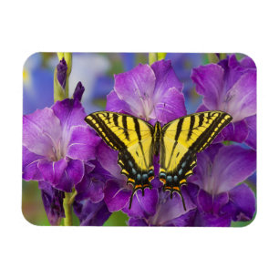 Imán Una mariposa virrey en gladiolos púrpura