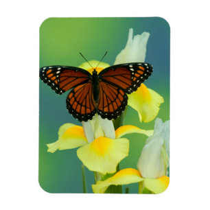 Imán Una mariposa virrey en un lirio japonés amarillo