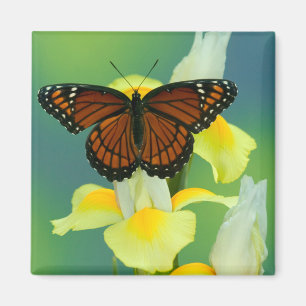 Imán Una mariposa virrey en un lirio japonés amarillo