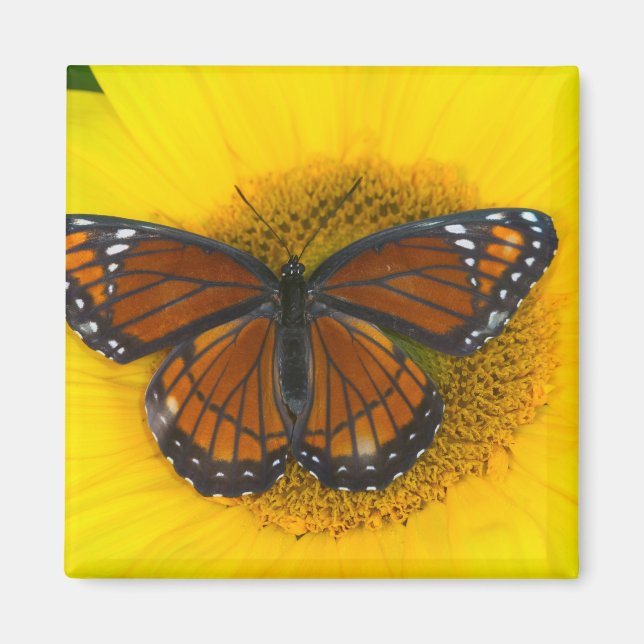 Imán Una mariposa virrey | Limenitis Archippus (Frente)