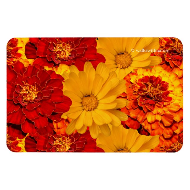 Imán Una Medley de Marigoldes de Amarillo Rojo y Naranj (Horizontal)