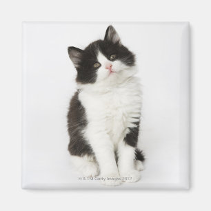 Imán Una mirada que se sienta del gatito joven en la