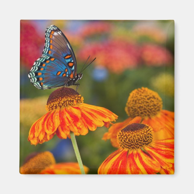 Imán Una Papilio troilus, Papilio troilus (Frente)