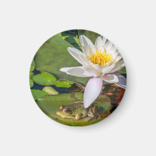 Imán Una rana bajo una flor de nenúfar