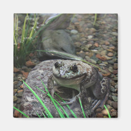 Imán Una rana feliz