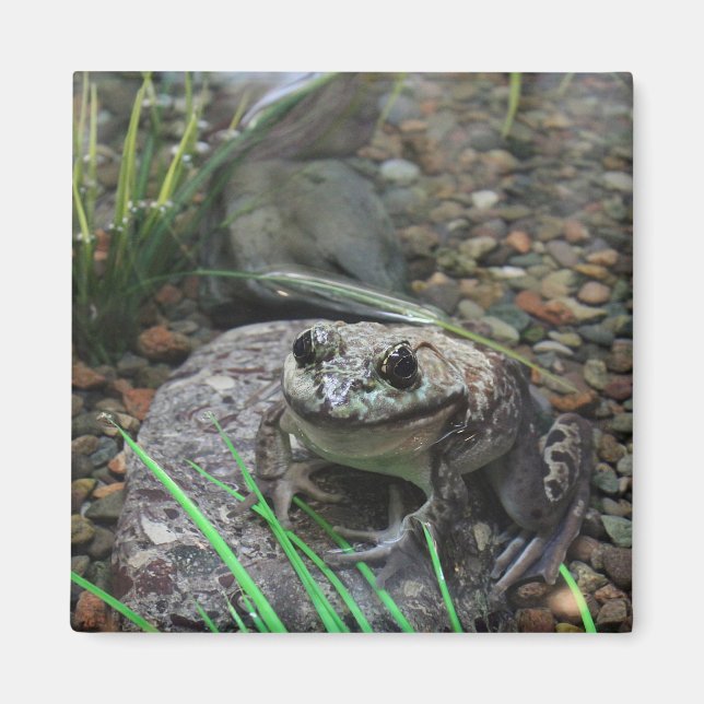 Imán Una rana feliz (Frente)