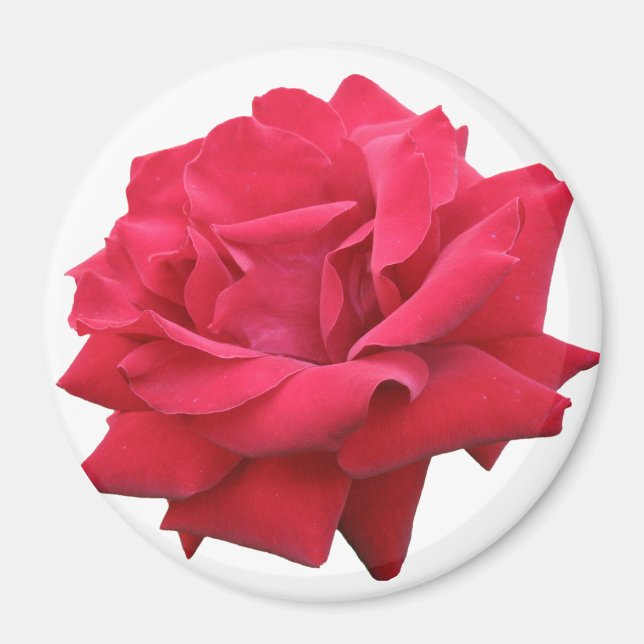 Imán Una rosa roja clásica (Frente)