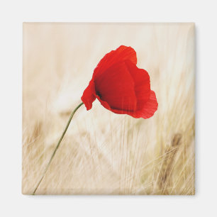Imán Una sola amapola roja en un campo de hierba