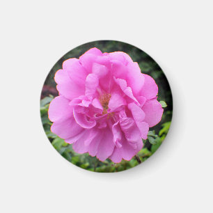 Imán Una Sola Flor Rosa