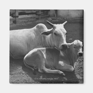 Imán Una vaca india y su ternera tendidos en un corral