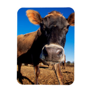 Imán Una vaca Jersey siendo curiosa