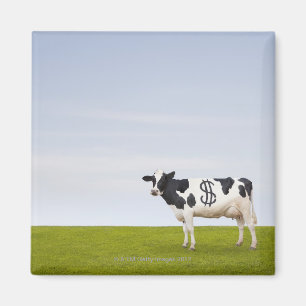 Imán Una vaca lechera Holstein con manchas en forma de