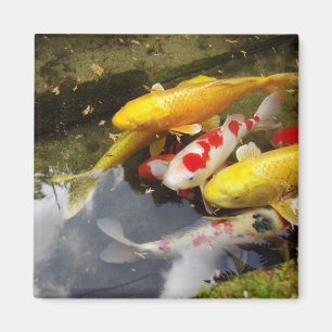 Imán Una vía fluvial llena de carpas japonesas de koi