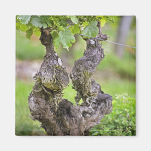Imán Una vid muy vieja en el viñedo Clos de l'Echo