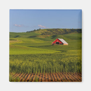 Imán Una vista panorámica de un granero en Moscú Idaho.