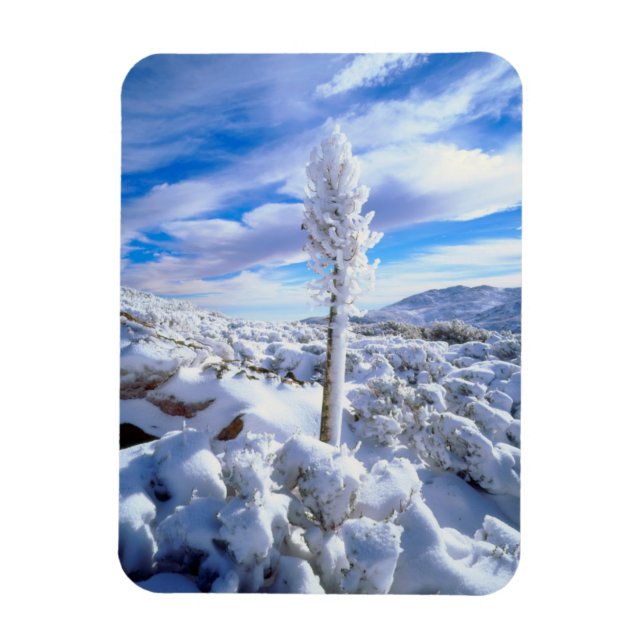 Imán Una yuca cubierta de nieve (Vertical)