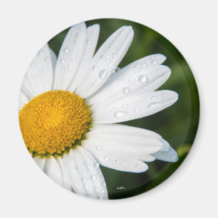 Imán Une margueritte, vertido de fuentes