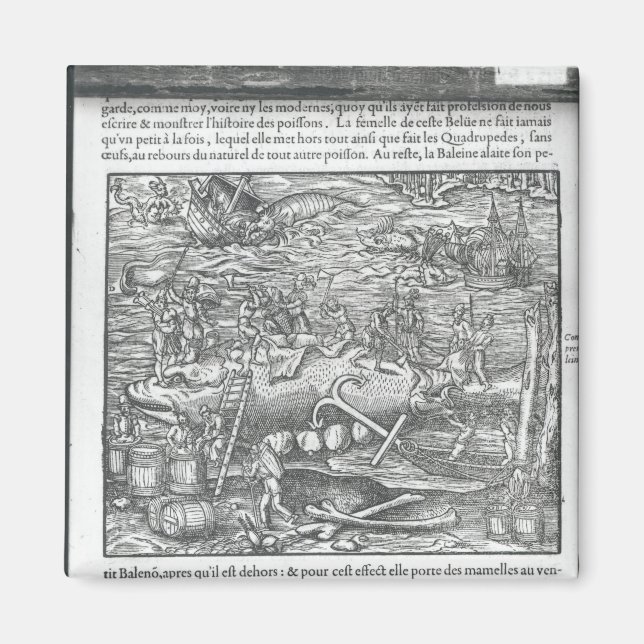 Imán Uniéndose a una ballena (Frente)