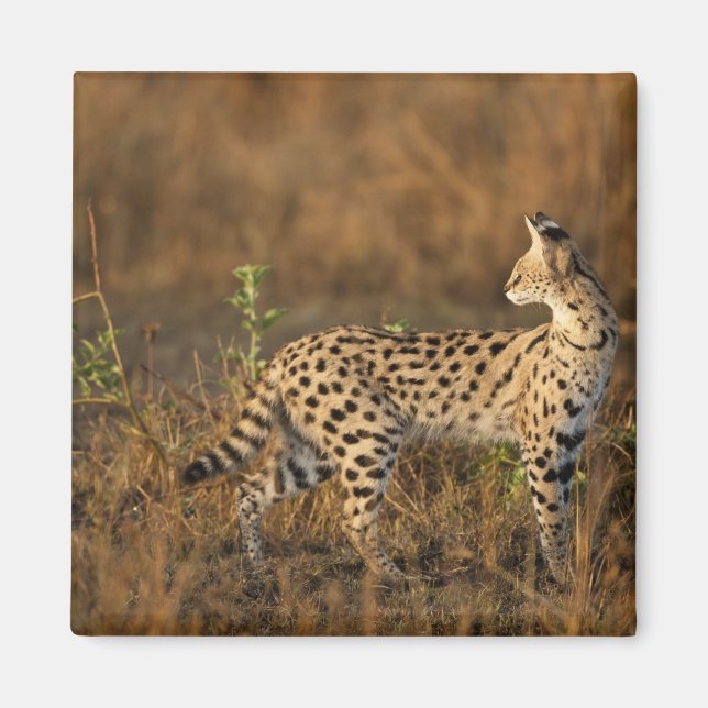 Imán Upper Mara, Reserva de caza Masai Mara, Kenia, (Frente)
