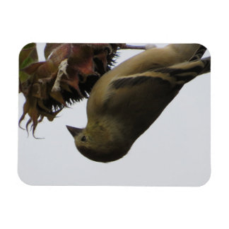 Imán Upside Down Sunflower Eating Goldfinch Magnet