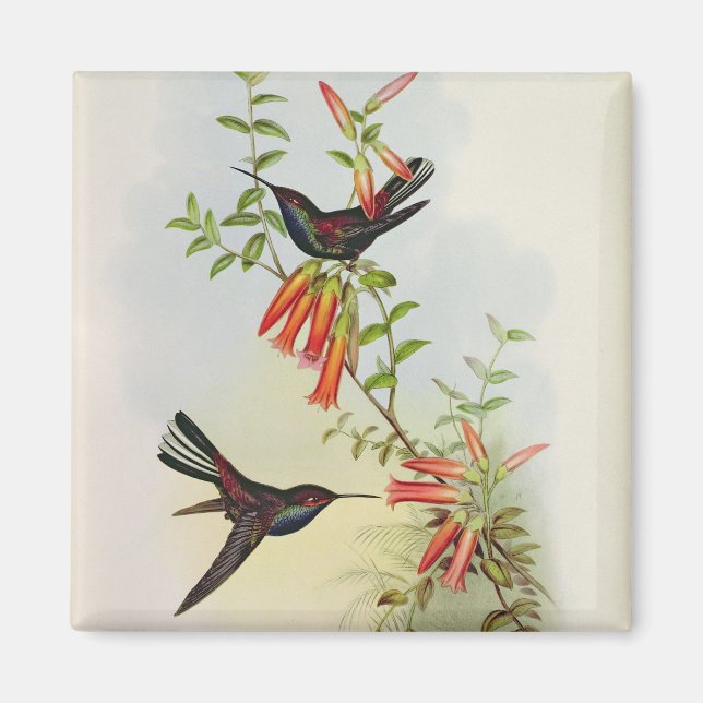 Imán Urochroa Bougieri (Frente)