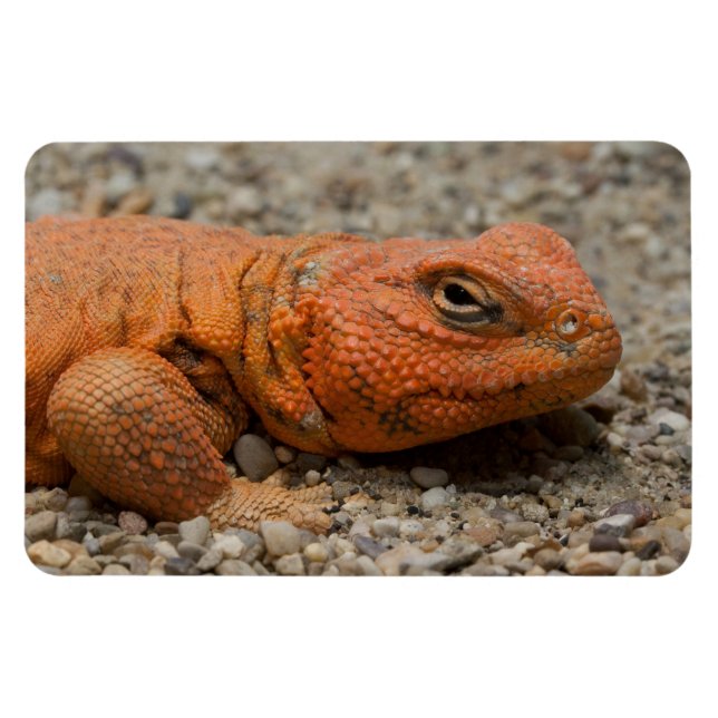Imán Uromastyx geyri (Horizontal)