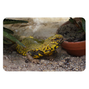 Imán Uromastyx geyri