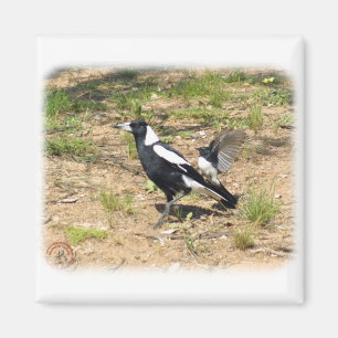 Imán Urraca australiana que es atestada por el Wagtail